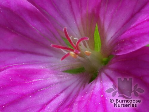 GERANIUM x riversleaianum 'Russell Prichard'  